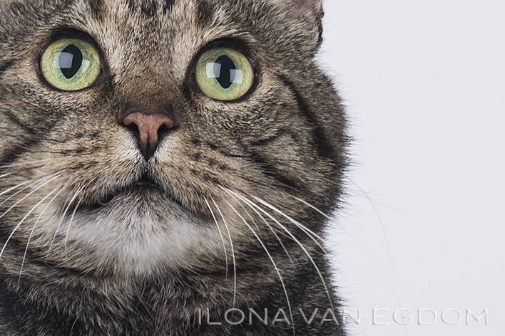 Dieren fotografie kat in studio Kees close up